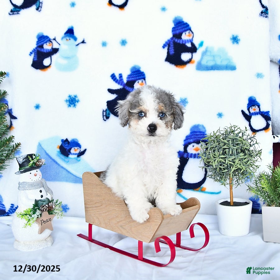 Miniature Poodle dogs Cooper EXTRA SMALL - Ad 42