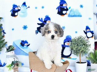 Miniature Poodle dogs Cooper EXTRA SMALL - Ad 42