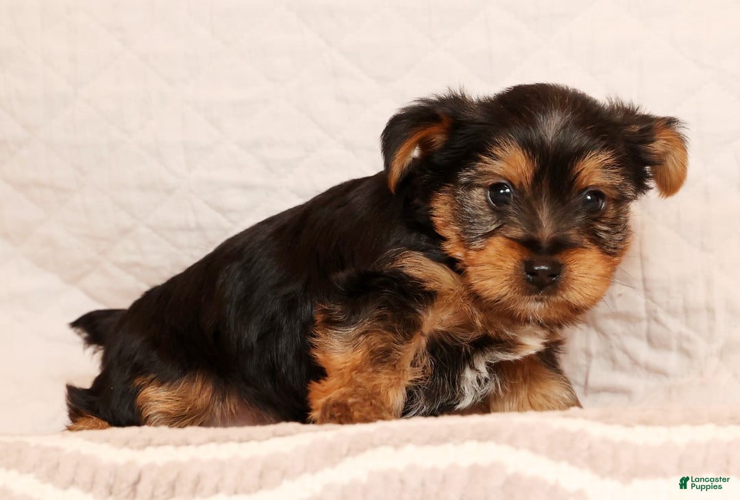 Yorkshire Terrier dogs for sale: Josh - Ad 2
