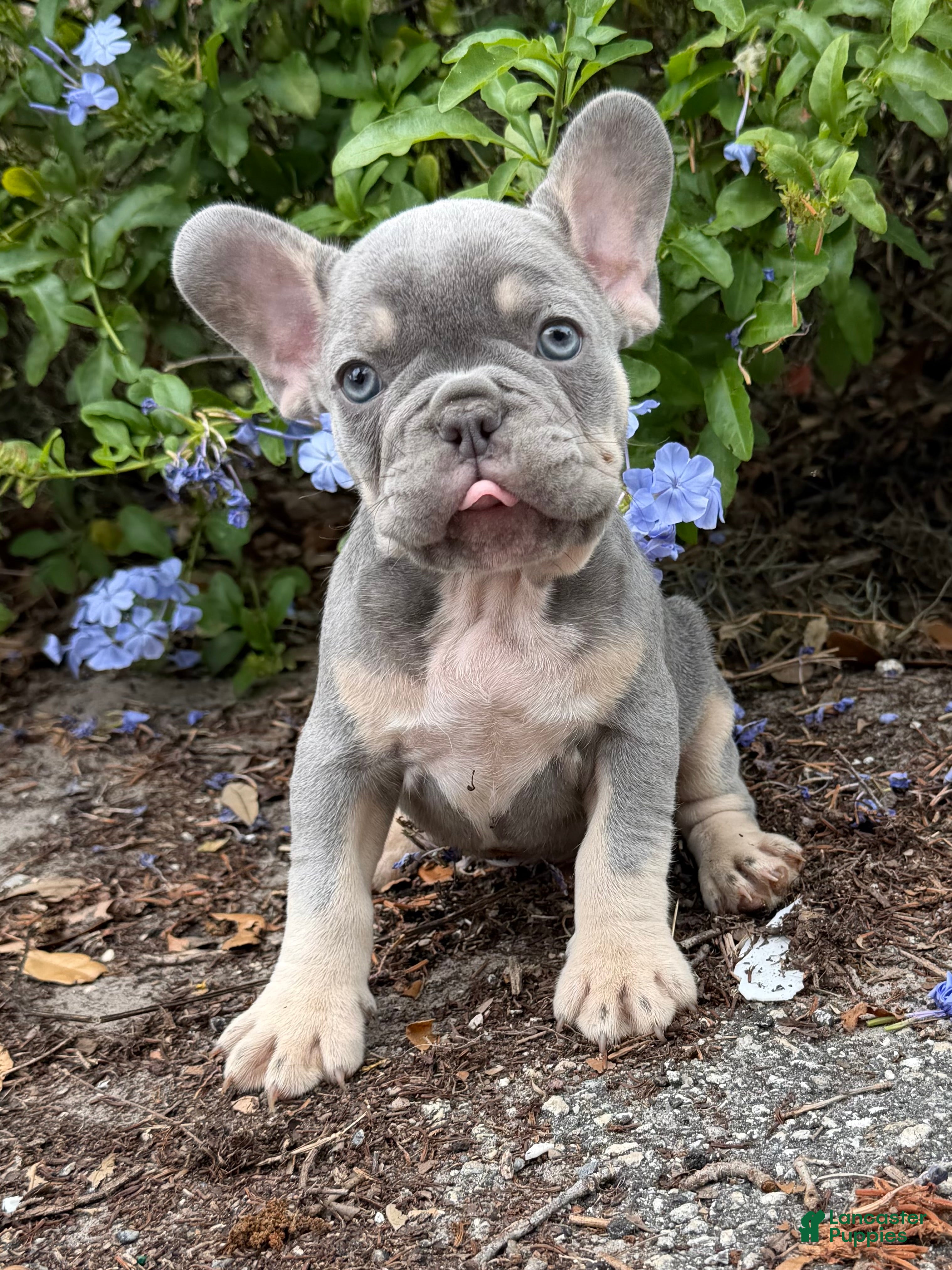 French Bulldog dogs French Bulldog Puppy 2 - Ad 2