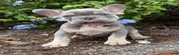 French Bulldog dogs for sale: French Bulldog Puppy 2 - Ad 2