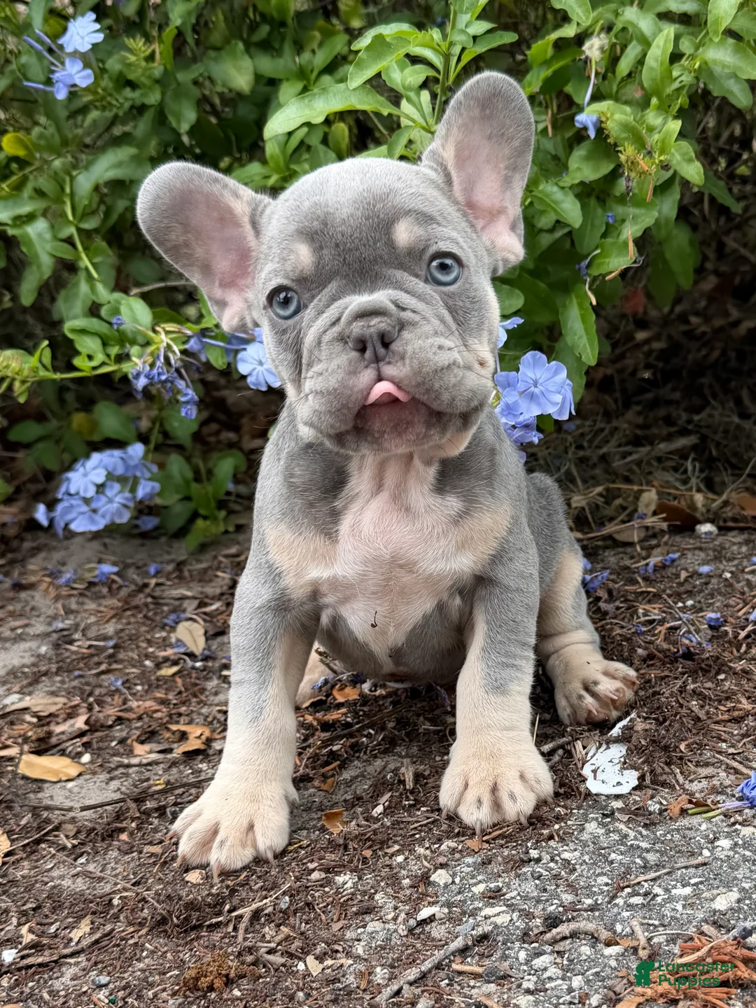 French Bulldog dogs for sale: French Bulldog Puppy 2 - Ad 2