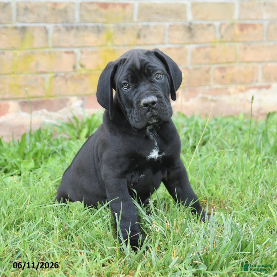Cane Corso dogs Dune - Ad 1