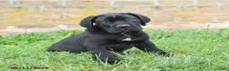 Cane Corso dogs for sale: Dune - Ad 6