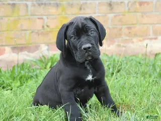 Cane Corso dogs for sale: Dune - Ad 3