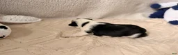Pug dogs for sale: Pug Puppy 5 Apolo - Ad 6