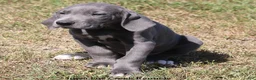 Great Dane dogs for sale: Sapphire - Ad 11