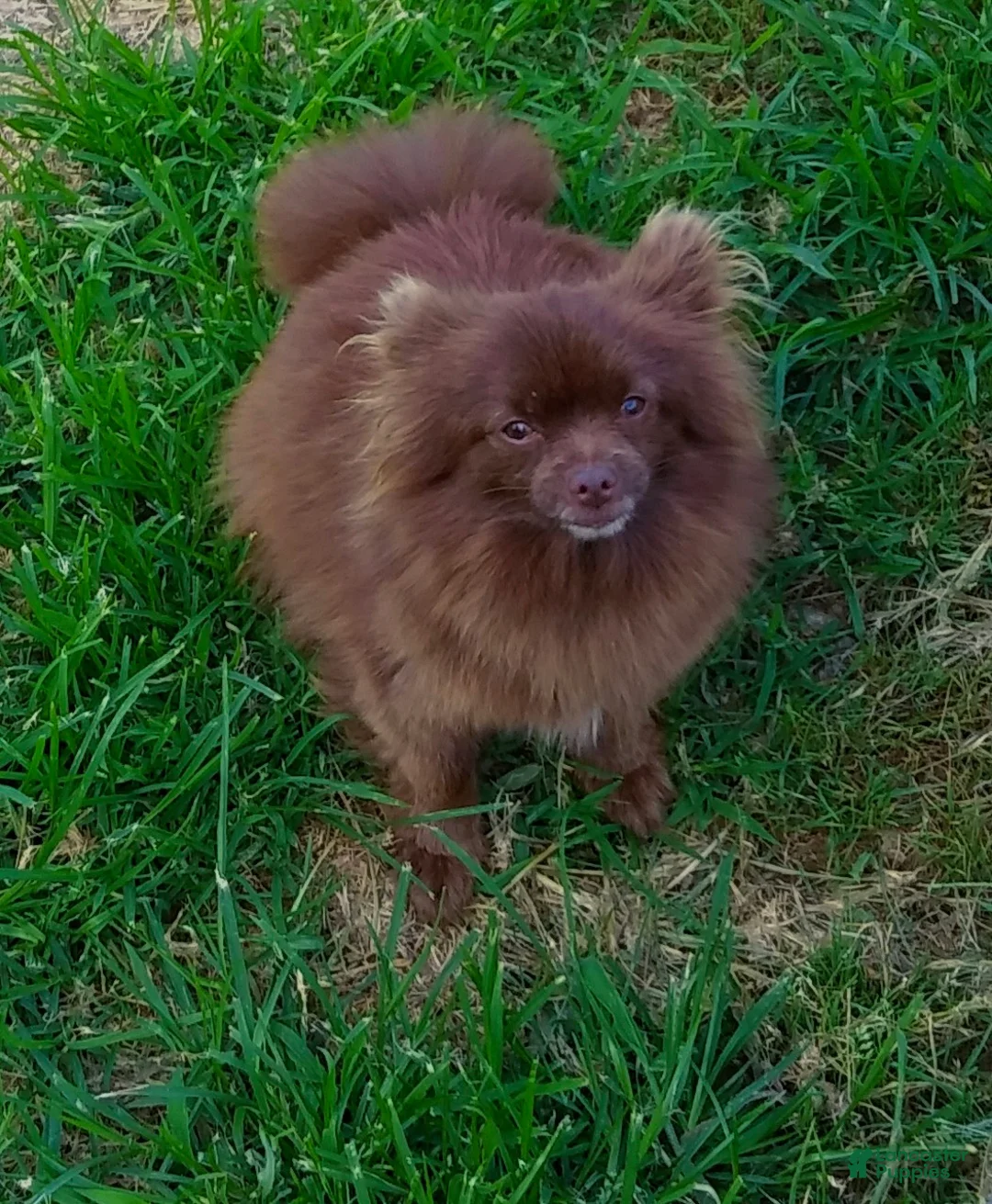 Pomeranian dogs for sale: Pomeranian Puppy 1 - Ad 7