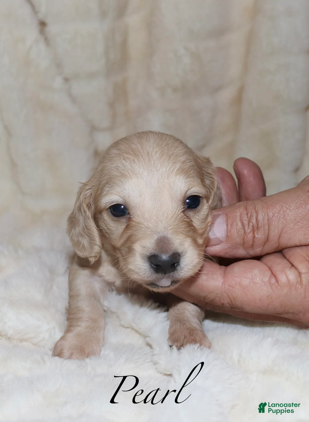 Dachshund dogs for sale: Pearl - Ad 2