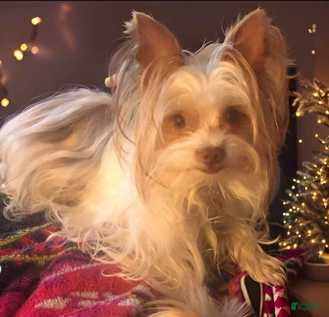 Yorkshire Terrier dogs for sale: AKC Nimbus  - Ad 10