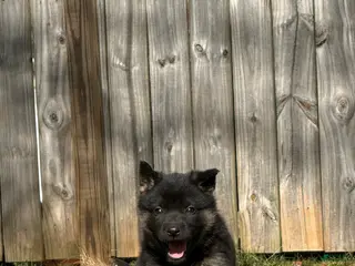 German Shepherd dogs German Shepherd Puppy 3 - Ad 17