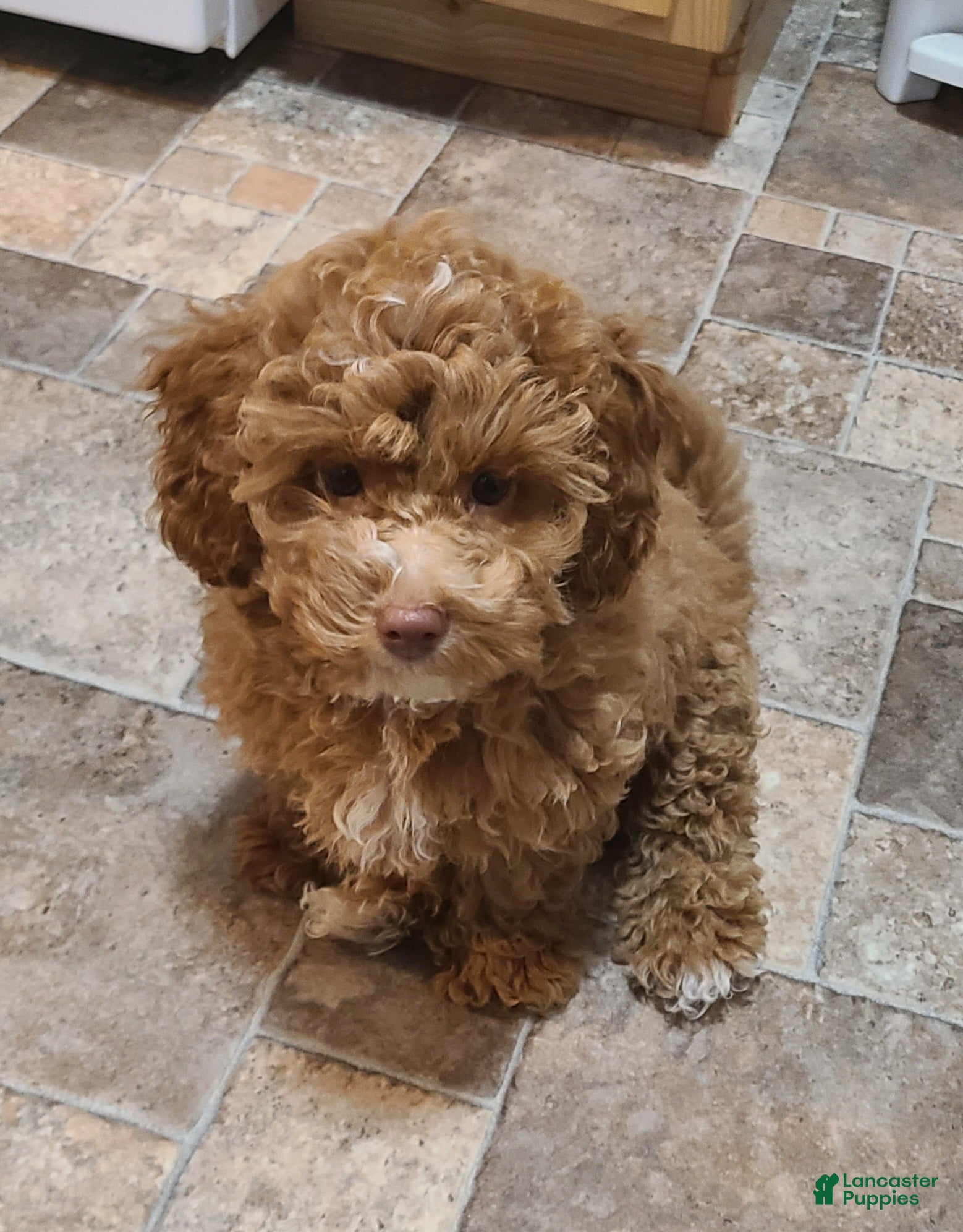 Miniature Poodle dogs Buck - Ad 36
