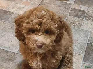 Miniature Poodle dogs Buck - Ad 36