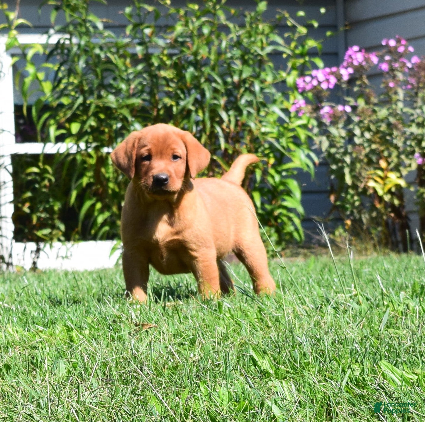 Labrador Retriever dogs Goldie - Ad 1
