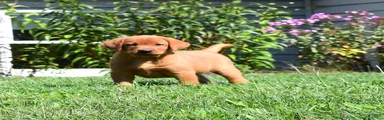 Goldie