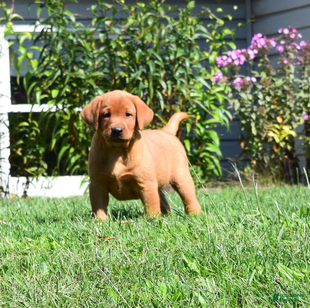 Labrador Retriever dogs for sale: Goldie - Ad 1