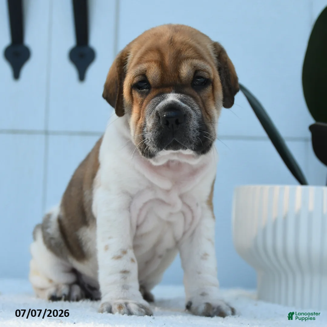 Mini Hippo dogs for sale: Leo - Ad 1