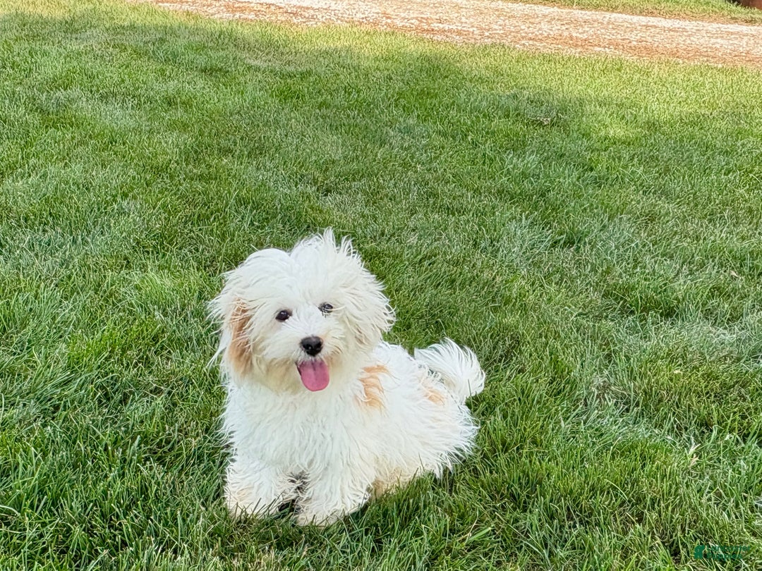 Mixed Breed dogs for sale: Sandra - Ad 3