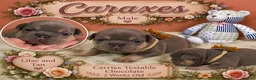 French Bulldog dogs for sale: French Bulldog 1 - Ad 2