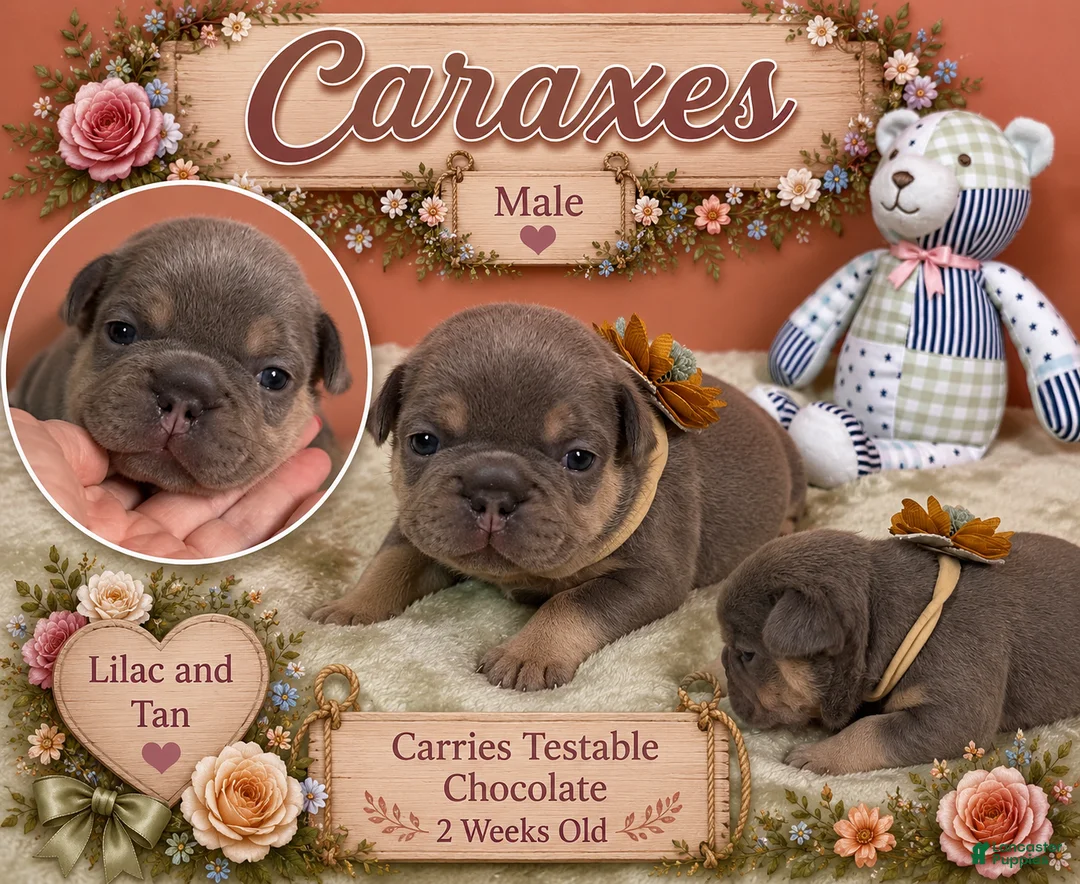 French Bulldog dogs for sale: French Bulldog 1 - Ad 2