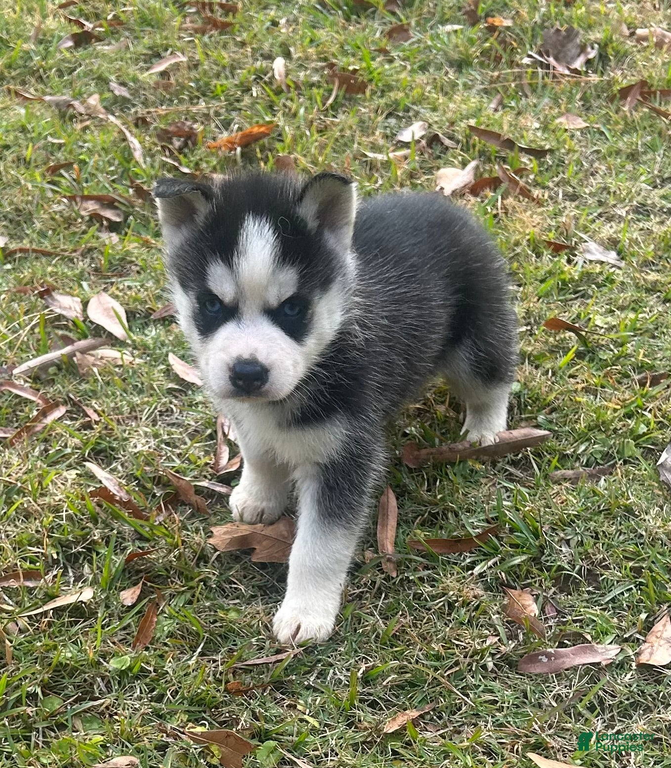 Siberian Husky dogs Natilda - Ad 24