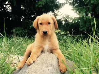 Labrador Retriever dogs Labrador Retriever Puppy 2 - Ad 40