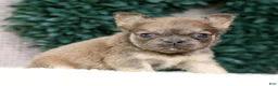 French Bulldog dogs for sale: Jill - Ad 5