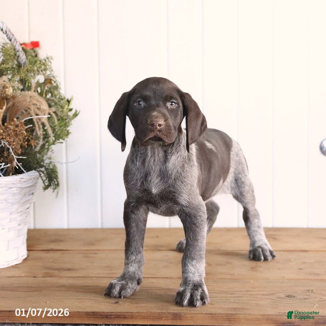 German Shorthaired Pointer dogs for sale: Legend - Ad 1