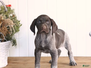 German Shorthaired Pointer dogs Legend - Ad 9