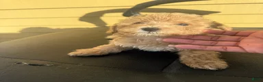Mini Goldendoodle 2