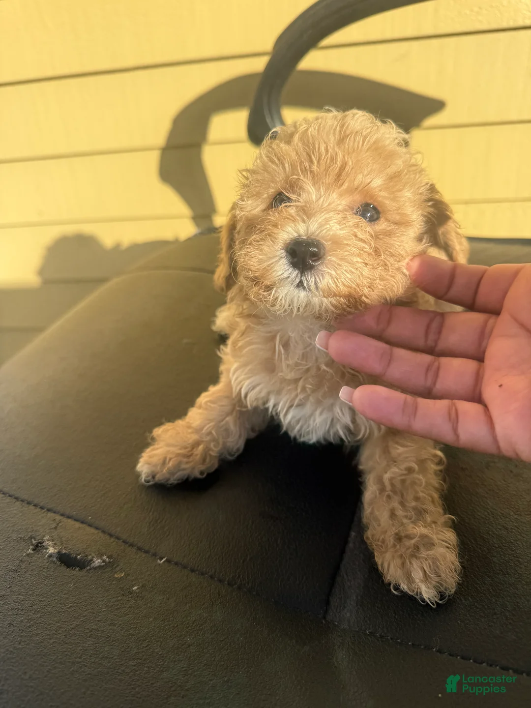 Mini Goldendoodle dogs for sale: Mini Goldendoodle 2 - Ad 1