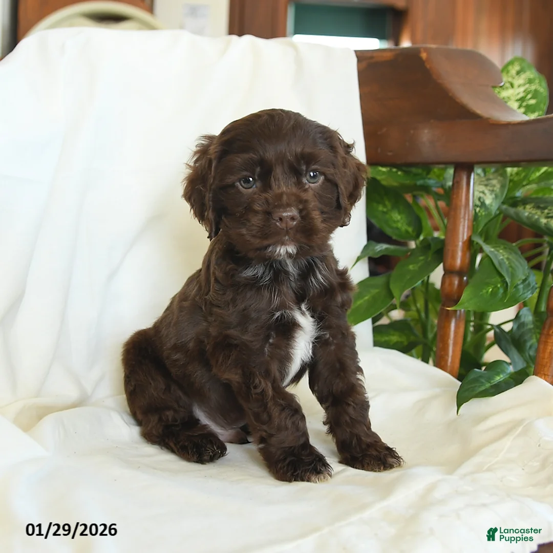 English Cocker Spaniel dogs for sale: Cosmo   - Ad 2