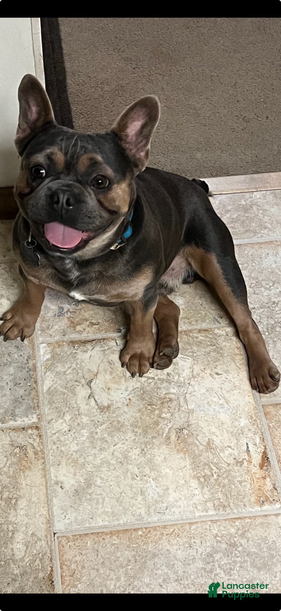 French Bulldog dogs Marshall - Ad 11