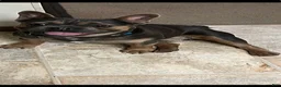 French Bulldog dogs for stud: Marshall - Ad 1