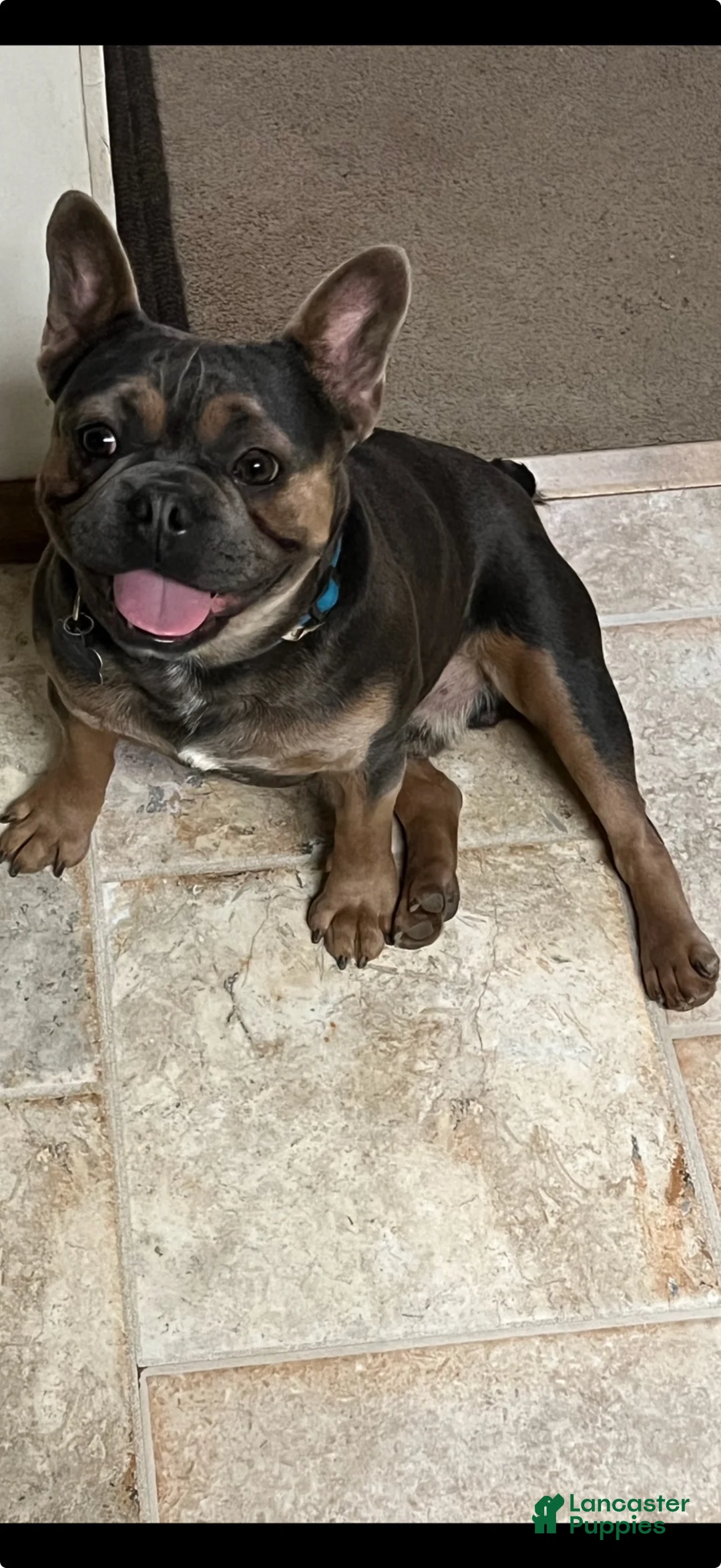French Bulldog dogs for stud: Marshall - Ad 1