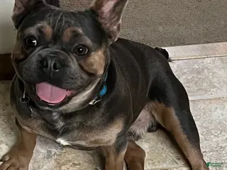 French Bulldog dogs Marshall - Ad 13