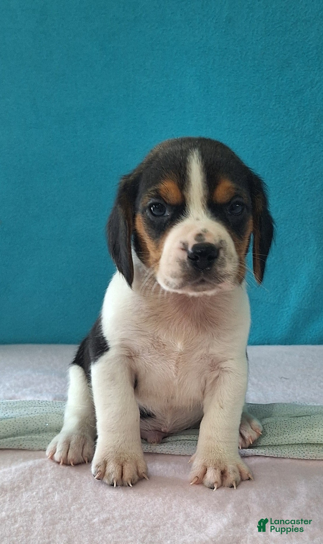 Beagle dogs dallas - Ad 1