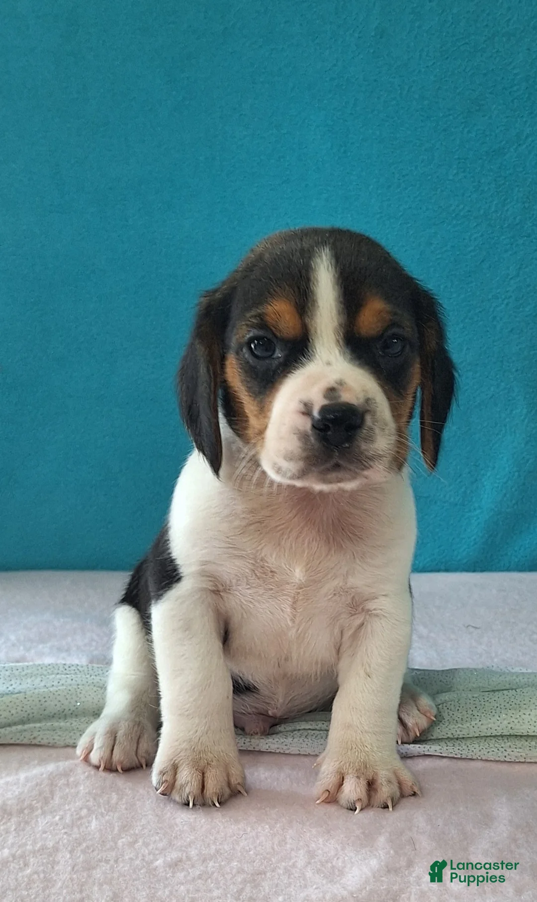 Beagle dogs for sale: dallas - Ad 1