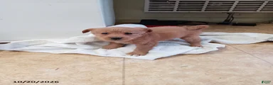 Marco