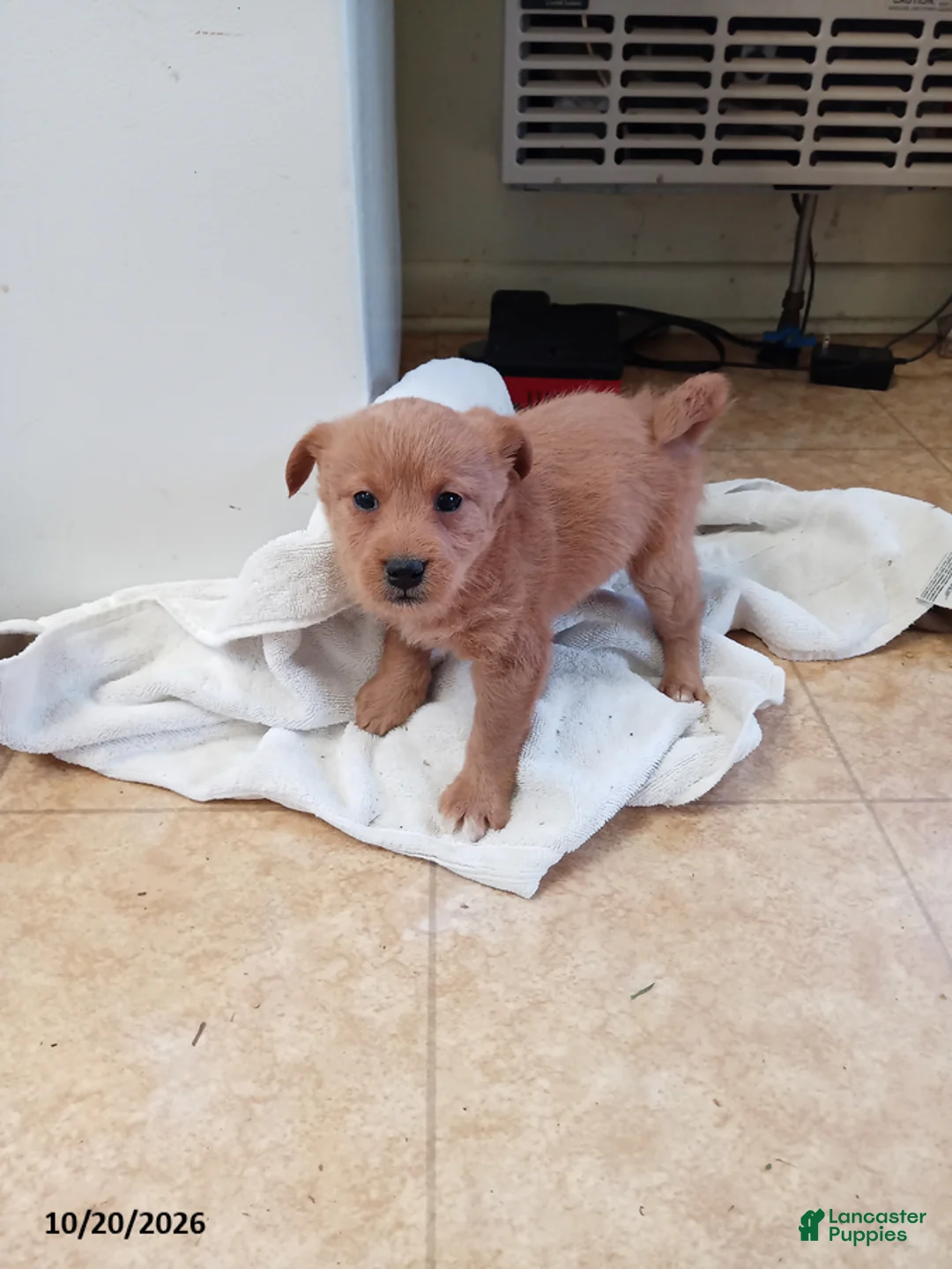 Mixed Breed dogs for sale: Marco - Ad 1