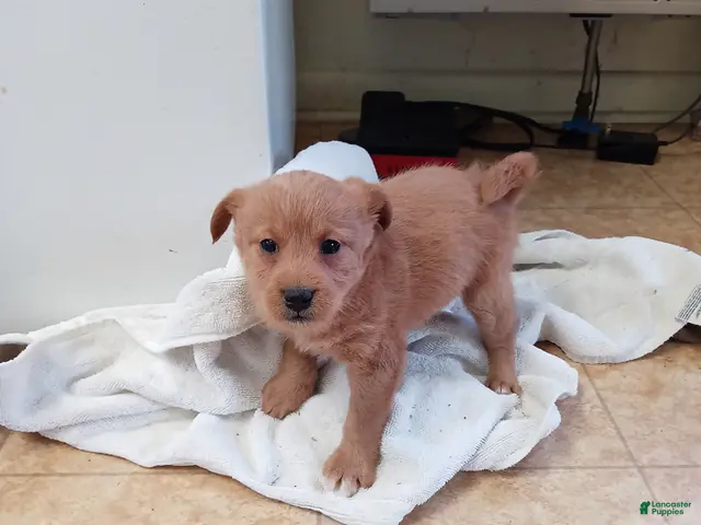 Mixed Breed dogs for sale: Marco - Ad 11