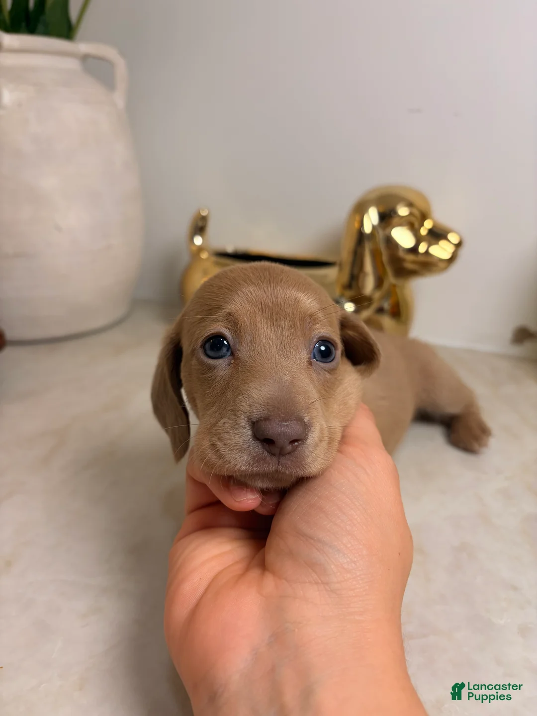 Miniature Dachshund dogs for sale: Zoey - Ad 1