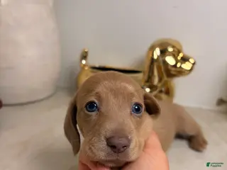 Miniature Dachshund dogs Zoey - Ad 2