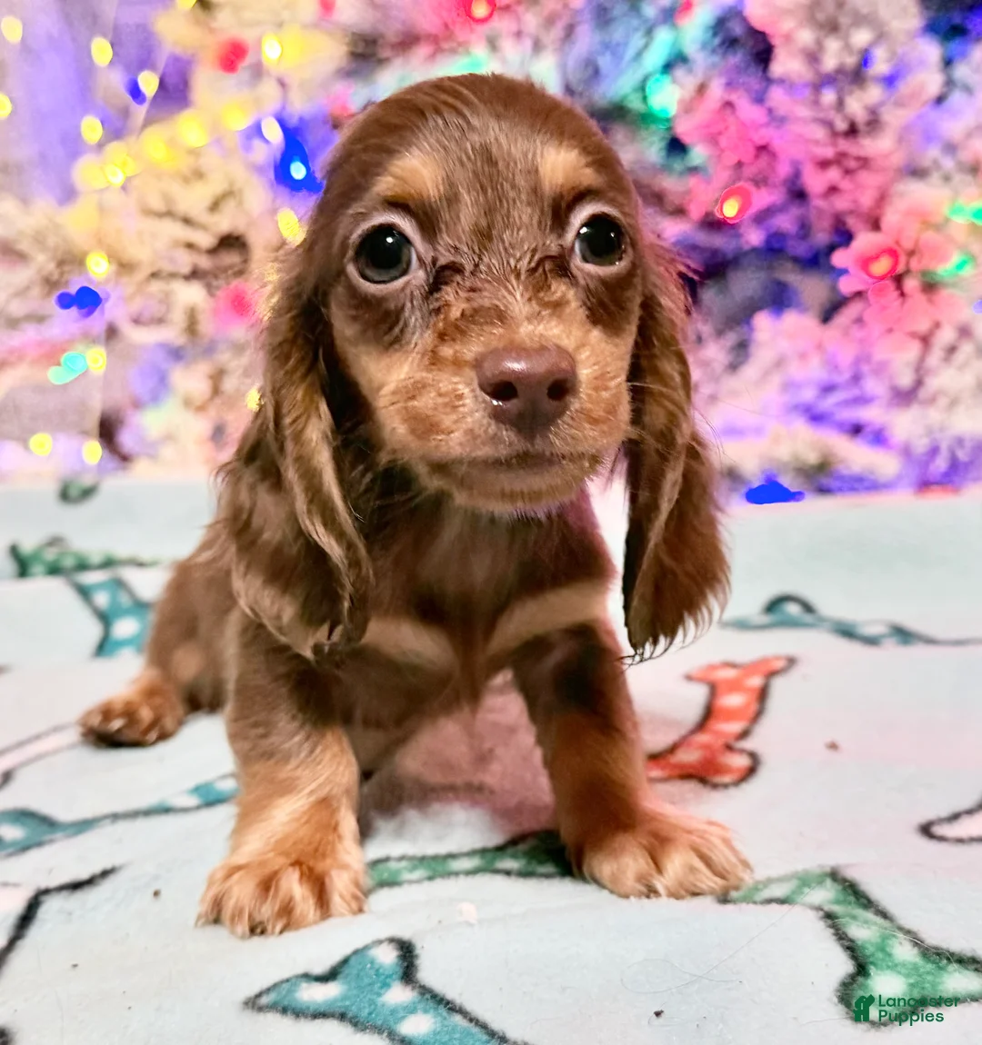 Miniature Dachshund dogs for sale: Ready 12/24/25 - Ad 32