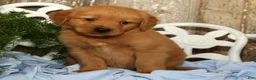 Golden Retriever dogs for sale: Sandy - Ad 6