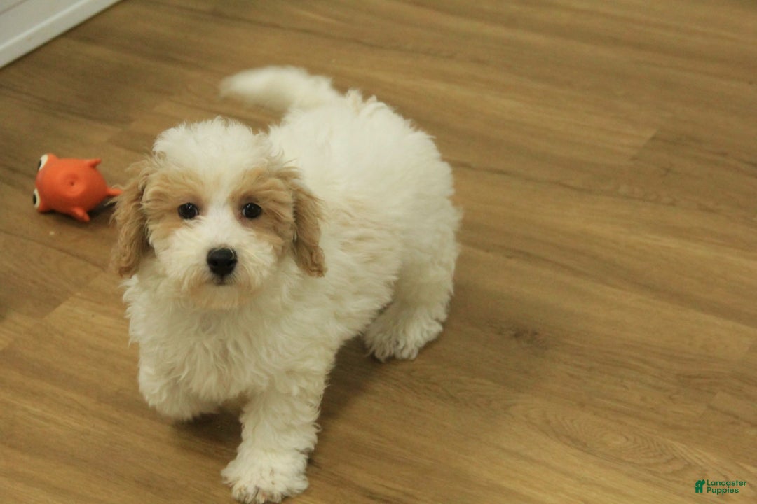 Bichpoo dogs for sale: Rory - Ad 1
