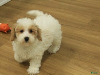 Bichpoo dogs Rory - Ad 23