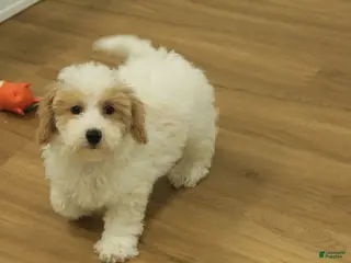 Bichpoo dogs Rory - Ad 11