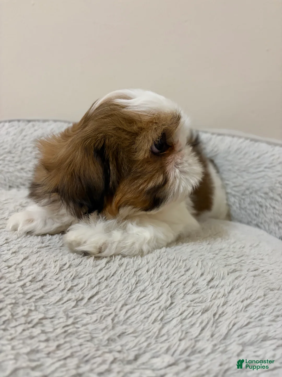 Shih Tzu dogs for sale: Valentina - Ad 2