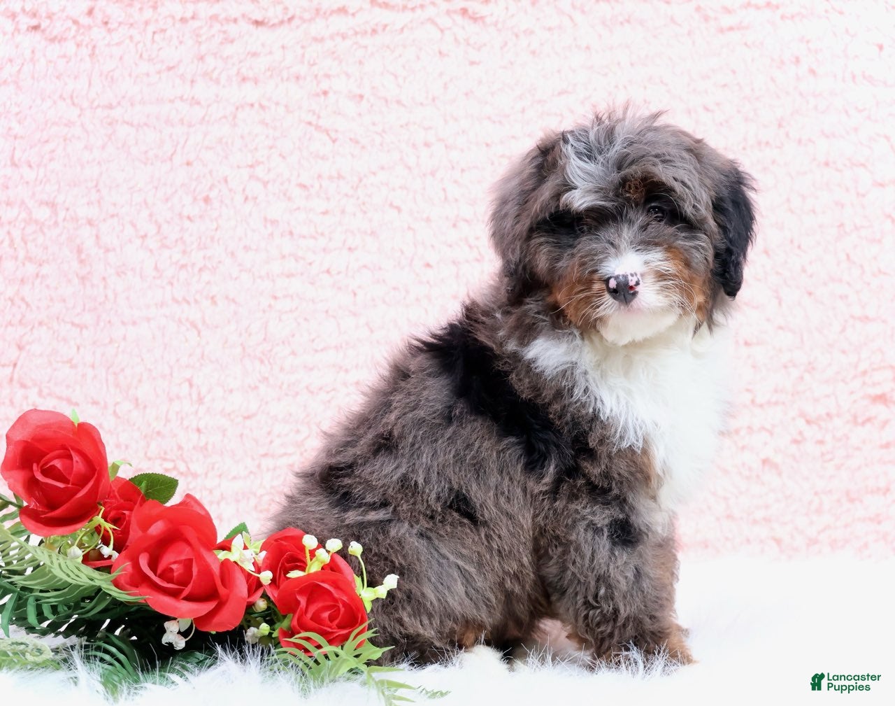 Mini Bernedoodle dogs Eliot - Ad 2